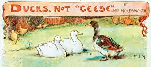 Images Dated 27th February 2018: Antique children book illustrations: Ducks not Geese