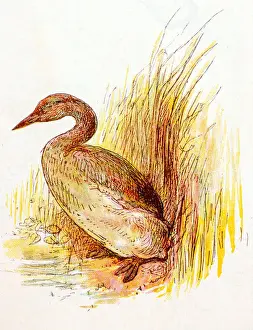 Antique children book illustrations: Grebe