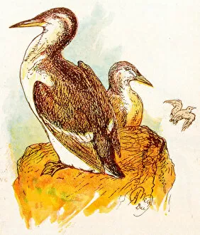 Images Dated 27th February 2018: Antique children book illustrations: Guillemots