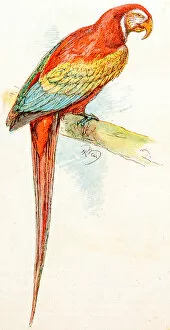 Images Dated 27th February 2018: Antique children book illustrations: Parrot