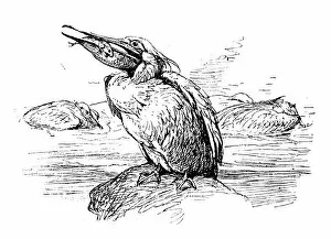 Images Dated 27th February 2018: Antique children book illustrations: Pelican