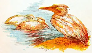 Images Dated 27th February 2018: Antique children book illustrations: Pelicans