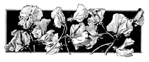 Antique childrens book comic illustration: floral ornament