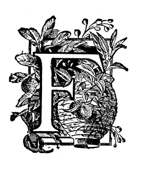 Berry Prints: Antique childrens book comic illustration: Ornate letter F