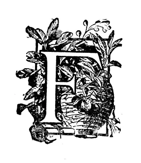 Typescript Prints: Antique childrens book comic illustration: Ornate letter F