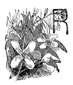 Antique childrens book comic illustration: Ornate letter R