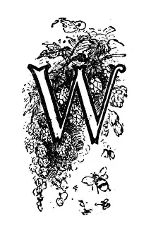 Antique childrens book comic illustration: Ornate letter W