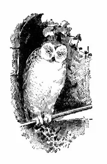 Images Dated 28th June 2016: Antique childrens book comic illustration: owl