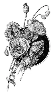 Poppy Prints: Antique childrens book comic illustration: poppy flowers