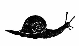Snail Gallery: Antique childrens book comic illustration: snail