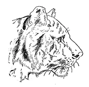 Childishness Prints: Antique childrens book comic illustration: Tiger profile