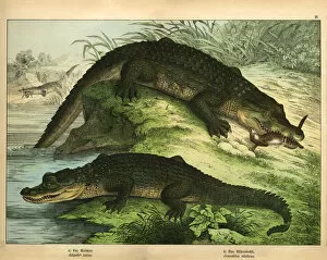 Antique chromo-lithograph with Crocodile and Alligator, Kirbys Natural History of