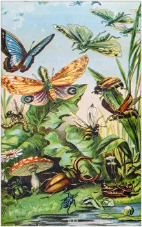 Antique color illustration from German children fable book