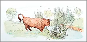Antique color illustration by Randolph Caldecott: Man attacked by bull