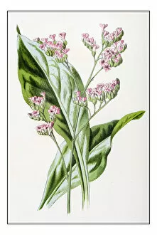 Images Dated 25th November 2016: Antique color plant flower illustration: Limonium (sea-lavender)