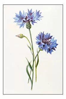 Images Dated 25th November 2016: Antique color plant flower illustration: Centaurea cyanus (bluebottle, cornflower)