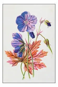Antique color plant flower illustration: Geranium pratense (meadow crane's-bill)