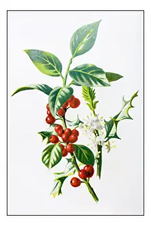 Antique color plant flower illustration: holly (Ilex)