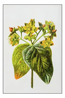 Antique color plant flower illustration: Hypericum androsaemum (sweet-amber or tutsan)