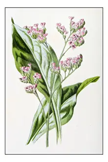 Antique color plant flower illustration: Limonium (sea-lavender)