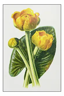 Antique color plant flower illustration: Nuphar lutea (Yellow Water-lily, Brandy-Bottle)