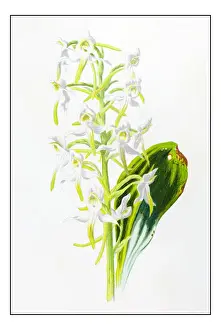 Antique color plant flower illustration: Platanthera bifolia (lesser butterfly-orchid)