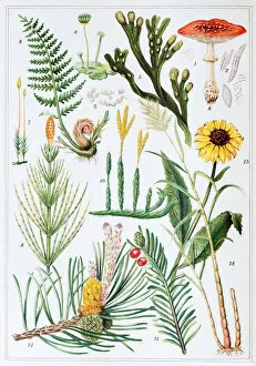 Images Dated 26th May 2017: Antique colored illustrations: Plants
