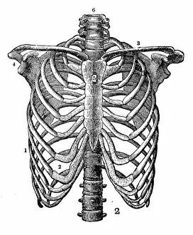 Science Collection: Antique engraving illustration: Rib cage