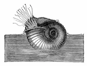 Images Dated 16th January 2015: Antique illustration of Ammonite