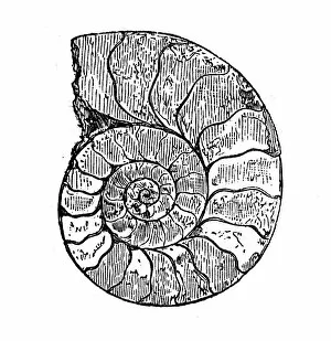 Images Dated 16th January 2015: Antique illustration of Ammonite
