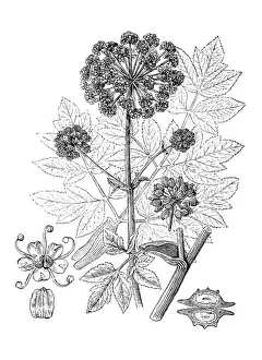 Flowerbed Prints: Antique illustration of Angelica archangelica (Garden Angelica, Holy Ghost)