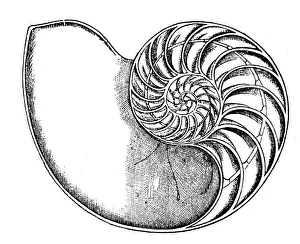 Images Dated 23rd January 2018: Antique illustration of animals: Nautilus