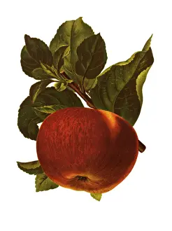 Sweet Food Prints: apple