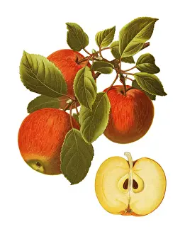 Sweet Food Prints: apple