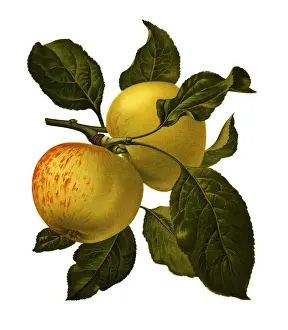 Sweet Food Prints: Apple