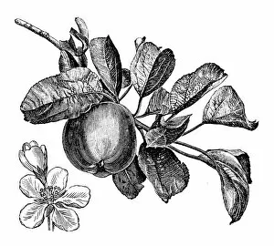 Images Dated 7th April 2014: Antique illustration of apple tree