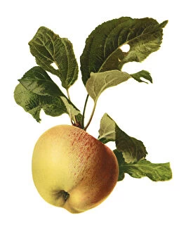 Organic Gallery: apple
