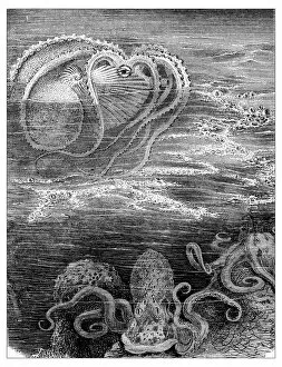 Images Dated 10th June 2016: Antique illustration of argonaut and squids