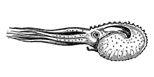 Antique illustration of Argonauta argo (greater argonaut)