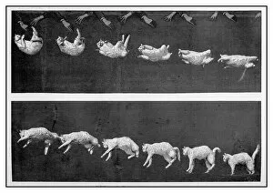 Sequences Collection: Antique illustration: Cat landing