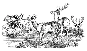 Images Dated 11th February 2016: Antique illustration of group of deer, stag at the pond