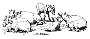 Images Dated 11th February 2016: Antique illustration of group of foals and donkeys