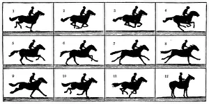 Sequences Collection: Antique illustration of horse in motion