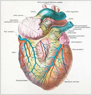 Antique illustration of human body anatomy: Human heart