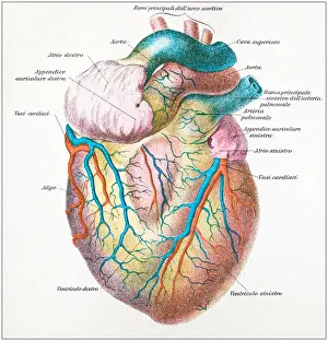 Antique illustration of human body anatomy: Human heart