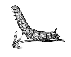 Hawk Moth Prints: Antique illustration of Hummingbird hawk-moth caterpillar