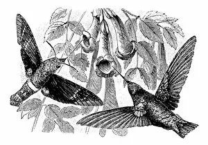 Images Dated 14th July 2014: Antique illustration of Hummingbird and Hummingbird hawk-moth