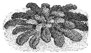 Kale Prints: Kale