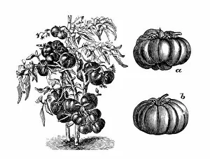 Images Dated 4th September 2014: Antique illustration of large early red tomato