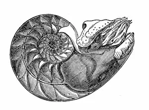 Images Dated 16th January 2015: Antique illustration of Nautilus pompilius